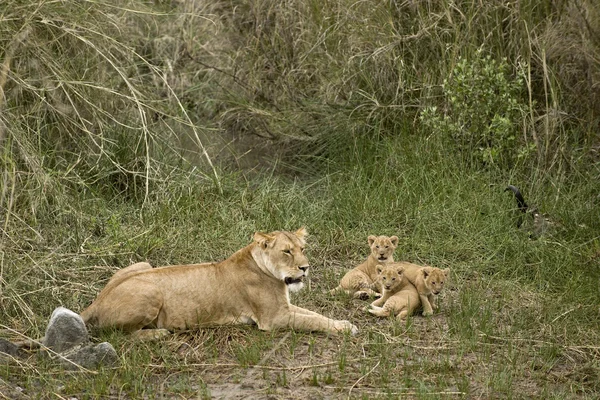 Lwica i jej szczeniaki w serengeti, tanzania, Afryka — Zdjęcie stockowe