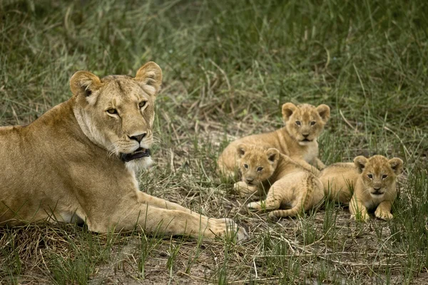 Львица лежит со своими детенышами в траве, смотрит в камеру — стоковое фото