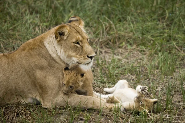 セレンゲティ、タンザニア、アフリカの彼女のカブスとめすライオン — ストック写真