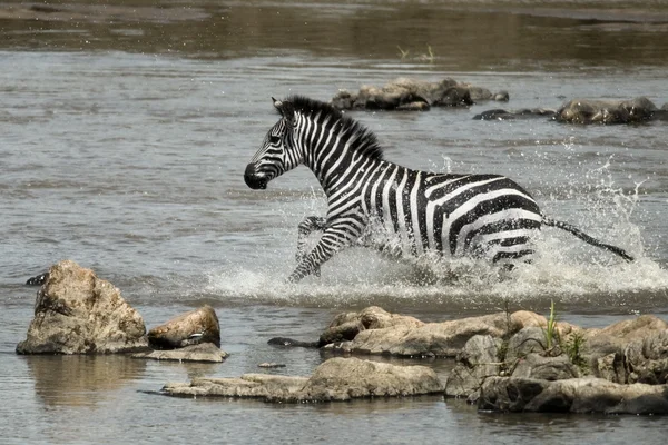 Zebra crossing river, Serengeti National Park, Serengeti, Tanzan — Stock Photo, Image