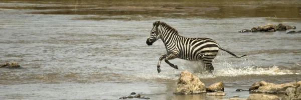 Zebra running through river in the Serengeti, Tanzania, Africa — Stock Photo, Image