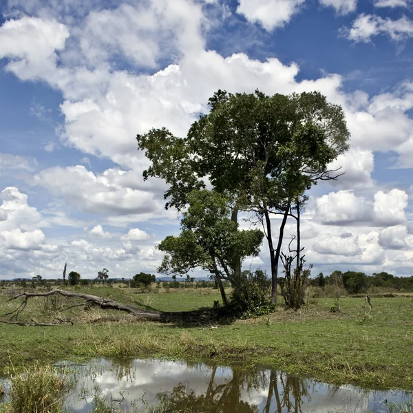 Paisagem com céu azul nublado e árvore, Tanzânia, África — Fotografia de Stock