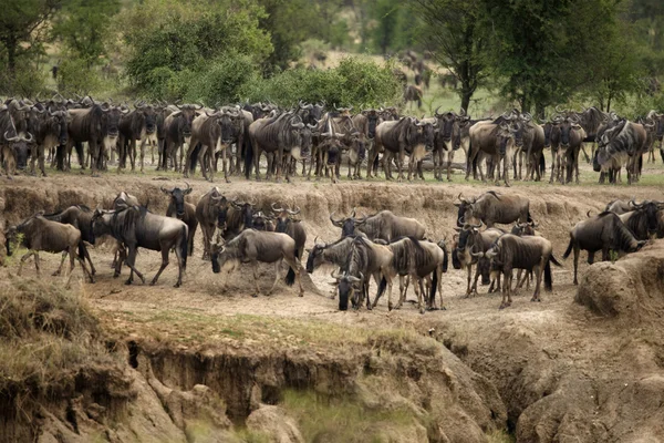 Wildebeest, Parco Nazionale del Serengeti, Serengeti, Tanzania, Africa — Foto Stock