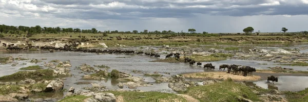 Wildebeest attraversare il fiume nel Serengeti, Tanzania, Africa — Foto Stock