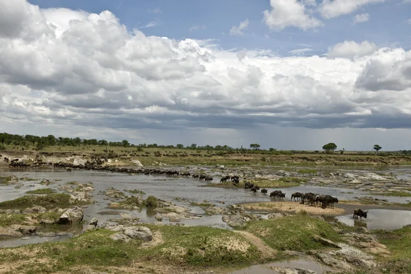 牛羚穿越塞伦盖蒂，坦桑尼亚，非洲河 — 图库照片