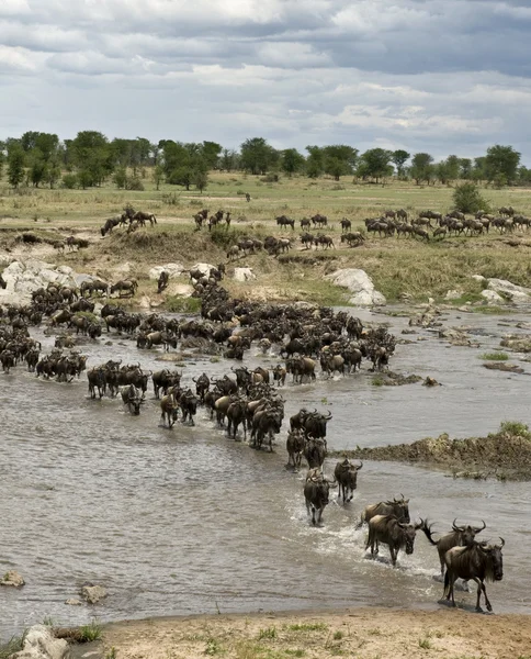 Wildebeest, traversant la rivière Mara, parc national du Serengeti, Sereng — Photo