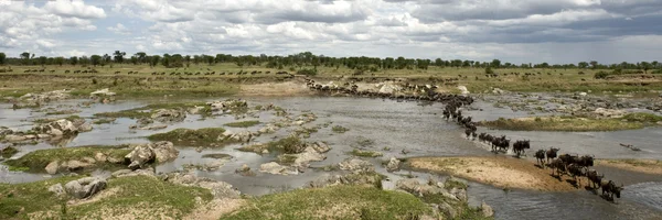 Wildebeest crossing the river in the Serengeti, Tanzania, Africa — Stock Photo, Image