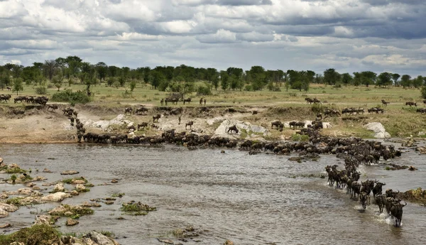 Gnú, Mara, Serengeti Nemzeti Park, folyó Sereng — Stock Fotó