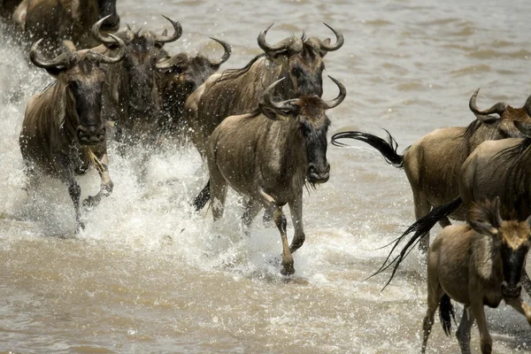 El ñus corre en el río en el Serengeti, Tanzania, África — Foto de Stock