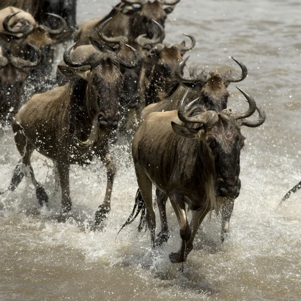 Wildebeest, passerar river mara, serengeti nationalpark, sereng — Stockfoto