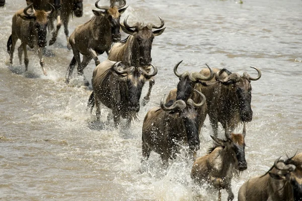 Wildebeest correndo no rio em Serengeti, Tanzânia, África — Fotografia de Stock