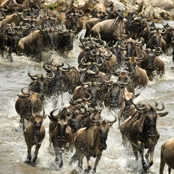 Wildebeest körs i floden i serengeti, tanzania, Afrika — Stockfoto
