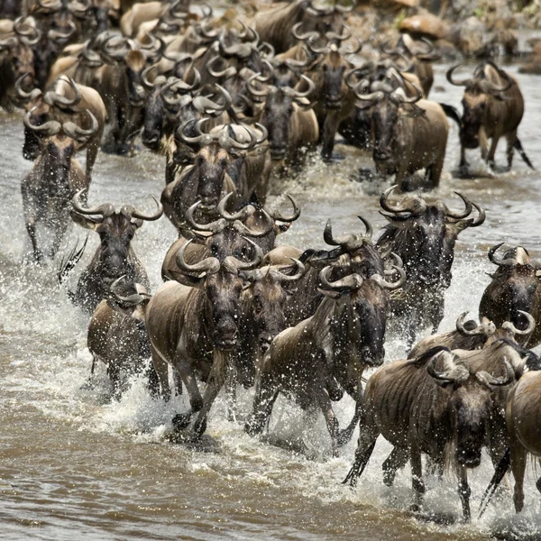 Γκνου, διασχίζοντας το ποτάμι mara, εθνικό πάρκο serengeti, sereng — Φωτογραφία Αρχείου