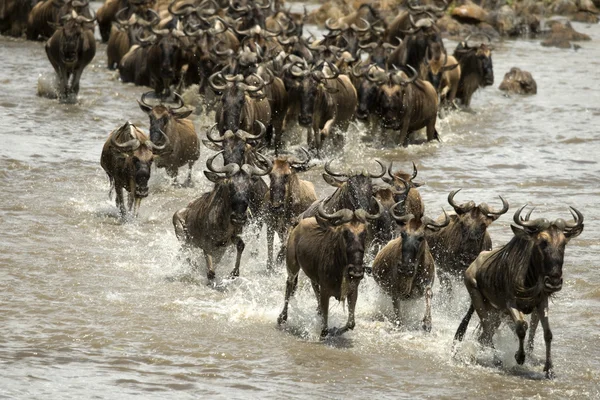 Wildebeest running in river in the Serengeti, Tanzania, Africa — Stock Photo, Image