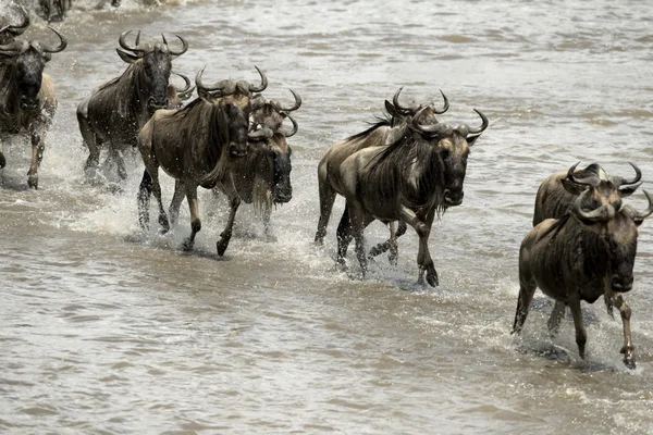 Wildebeest, passerar river mara, serengeti nationalpark, sereng — Stockfoto