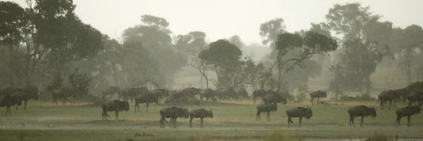 El ñus en el Serengeti, Tanzania, África — Foto de Stock
