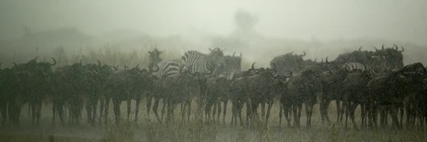 Wildebeest herd, Tanzania, Africa — Stock Photo, Image