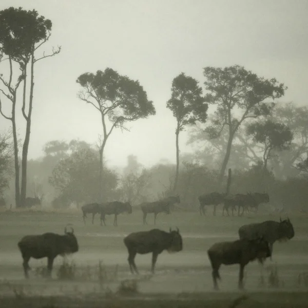 Wildebeest nel Serengeti, Tanzania, Africa — Foto Stock