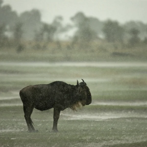 Pakoně stojící v dešti v serengeti, Tanzanie, afri — Stock fotografie