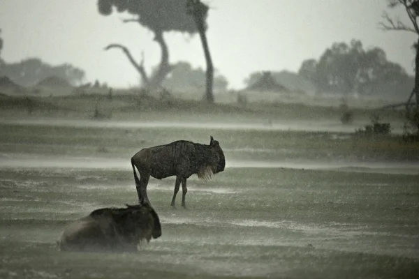 stock image Wildebeest in the rain, Serengeti National Park, Serengeti, Tanz