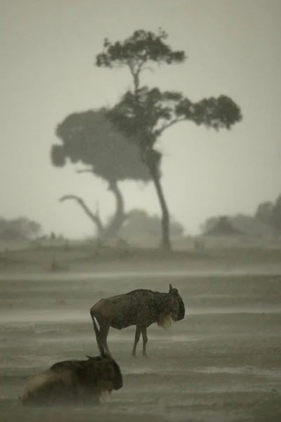Gnuer i regnet i serengeti, tanzania, Afrika — Stockfoto
