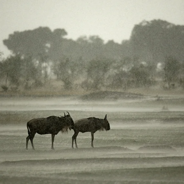 Wildebeest sous la pluie, Parc national du Serengeti, Serengeti, Tanz — Photo