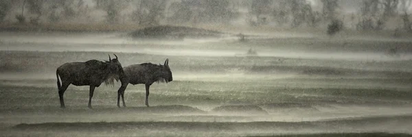 Wildebeest sotto la pioggia, Parco Nazionale del Serengeti, Serengeti, Tanz — Foto Stock