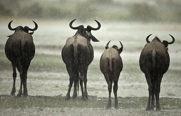 El ñus bajo la lluvia, Parque Nacional del Serengeti, Serengeti, Tanz — Foto de Stock