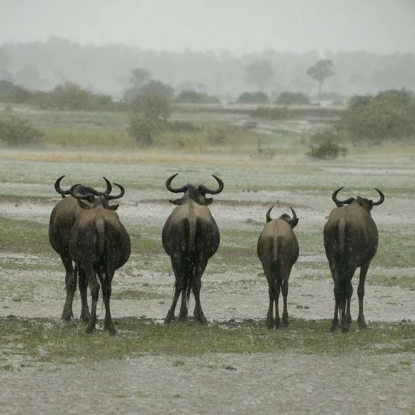 Gnoe staande in de regen in de serengeti, tanzania, Afrika — Stockfoto