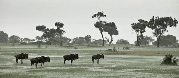 Wildebeest in the rain, Serengeti National Park, Serengeti, Tanz — Stock Photo, Image