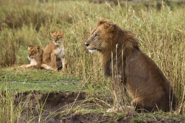Erwachsene Löwin sitzend und zwei Löwinnen im Hintergrund, Seitenwettstreit — Stockfoto