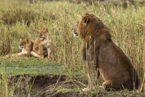 Взрослый лев сидит и две львицы на заднем плане, боковая борьба — стоковое фото