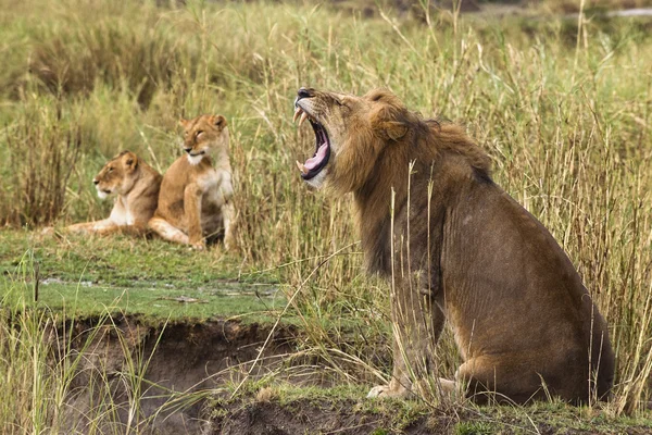 Erwachsene Löwen gähnen und zwei Löwinnen im Hintergrund, Seite wetteifern — Stockfoto