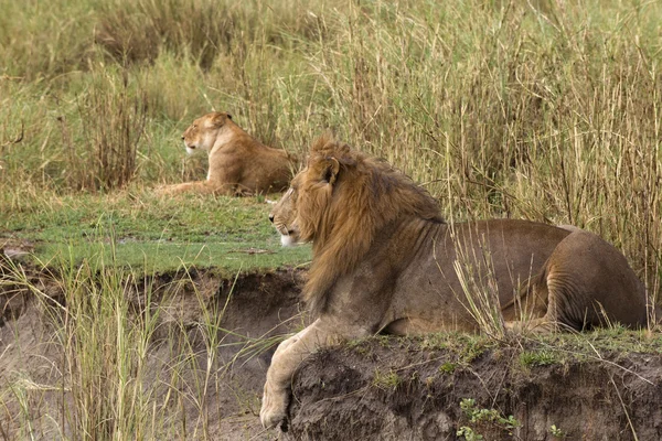 Erwachsener Löwe liegend und Löwin im Hintergrund, Seitenansicht — Stockfoto