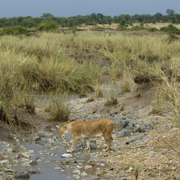 Lwica w strumień, park narodowy serengeti, serengeti, tanzania — Zdjęcie stockowe