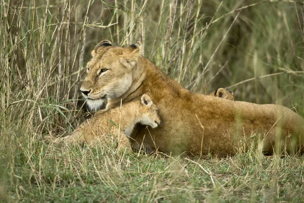 Dişi aslan ve onun yavrusu, serengeti Milli Parkı, serengeti, tanzani — Stok fotoğraf