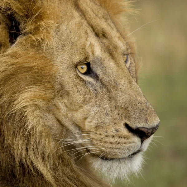 Közeli kép: egy oroszlán Serengeti Tanzánia, Afrika — Stock Fotó