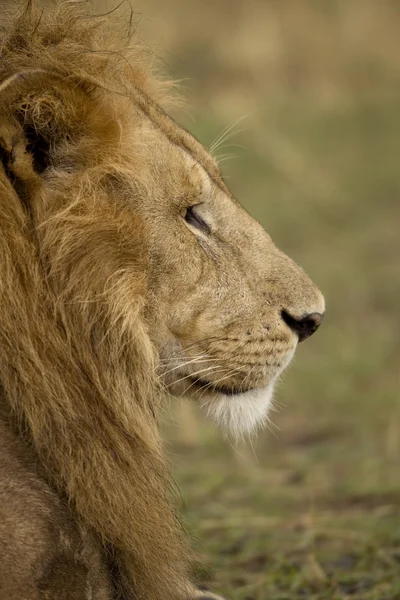 Perfil de close-up de leão adulto, Parque Nacional Serengeti, Serenge — Fotografia de Stock