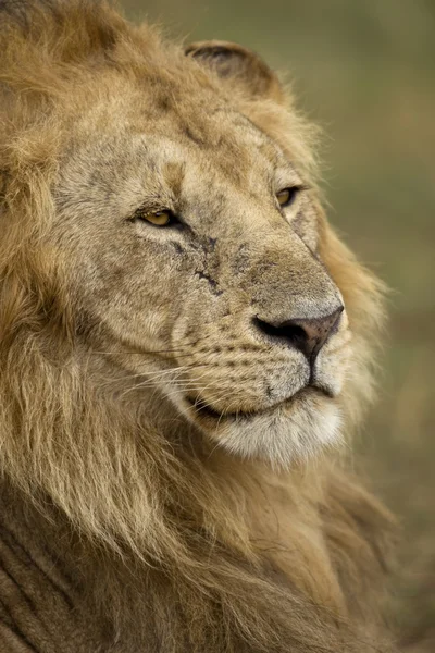 Крупный план Льва, Национальный парк Серенгети, Серенгети, Танзания , — стоковое фото