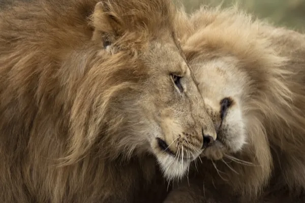 Dva dospělí lvi, národní park serengeti, serengeti, Tanzanie — Stock fotografie