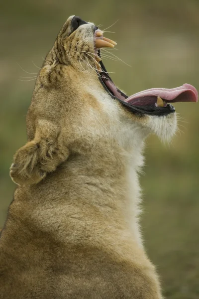 Detailní profil lvice, zívání, národní park serengeti, se — Stock fotografie