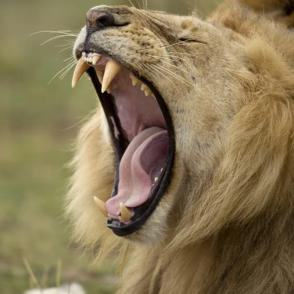 狮子打哈欠、 塞伦盖蒂，塞伦盖蒂国家公园 ta 的特写 — 图库照片