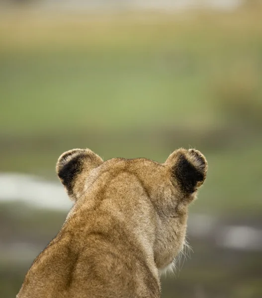Vista traseira de perto do Parque Nacional Serengeti, Serengeti, Tanzan — Fotografia de Stock