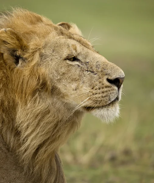 Detailní profil dospělého lva, národní park serengeti, serenge — Stock fotografie