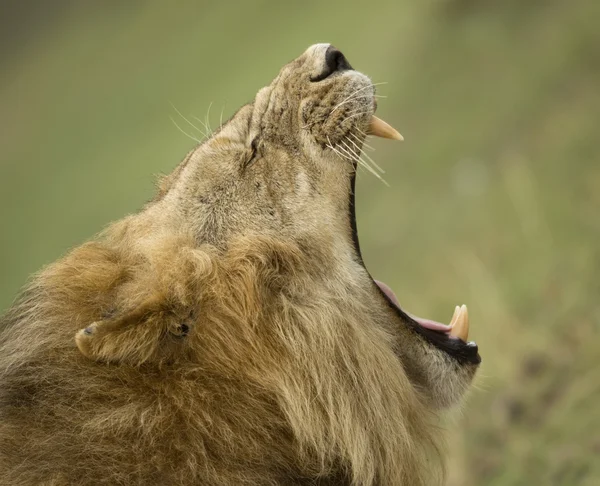 Крупный план зияющего Льва, Национальный парк Серенгети, Серен — стоковое фото