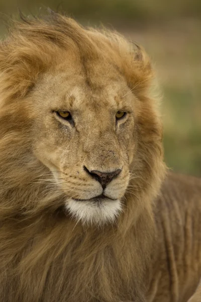 Detail lev, národní park serengeti, serengeti, Tanzanie, — Stock fotografie