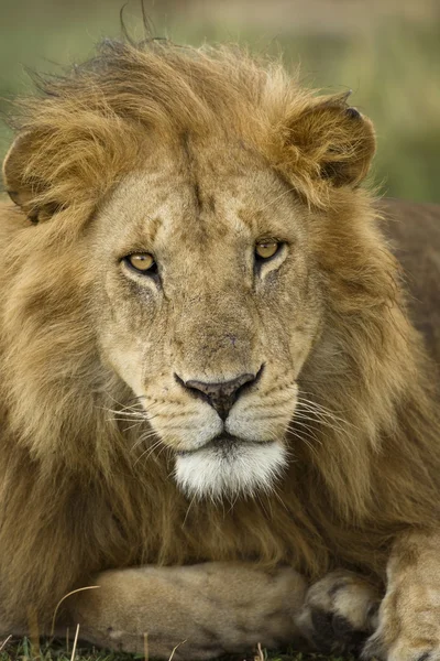 Yakın çekim portre aslan, serengeti Milli Parkı, serengeti, t — Stok fotoğraf