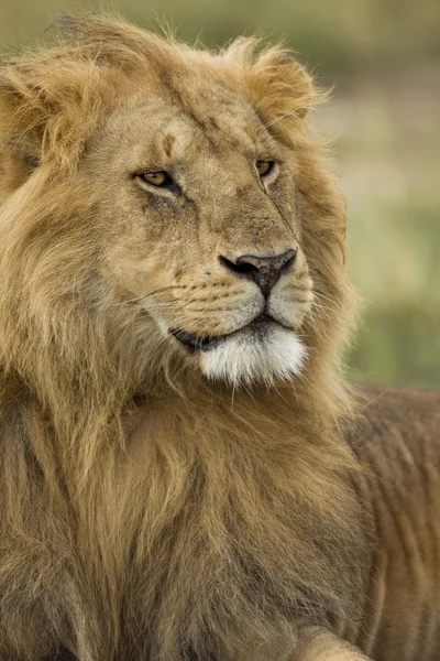 Közeli kép: oroszlán, serengeti nemzeti park, serengeti Tanzánia, — Stock Fotó