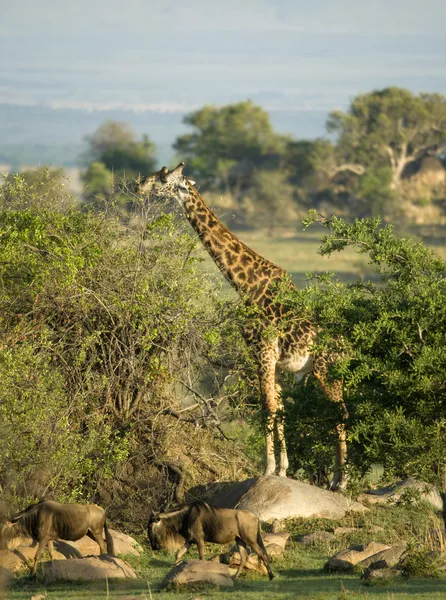 Wildebeest and giraffe in the Serengeti, Tanzania, Africa — Stock Photo, Image