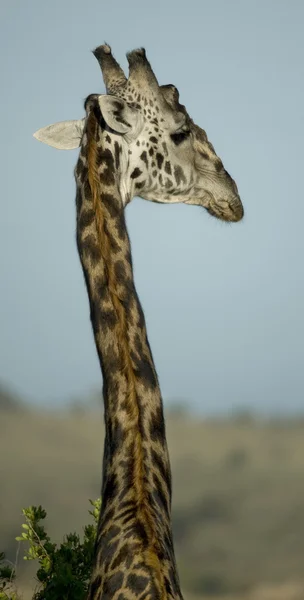 Zbliżenie: żyrafa, park narodowy serengeti, serengeti, tanzani — Zdjęcie stockowe